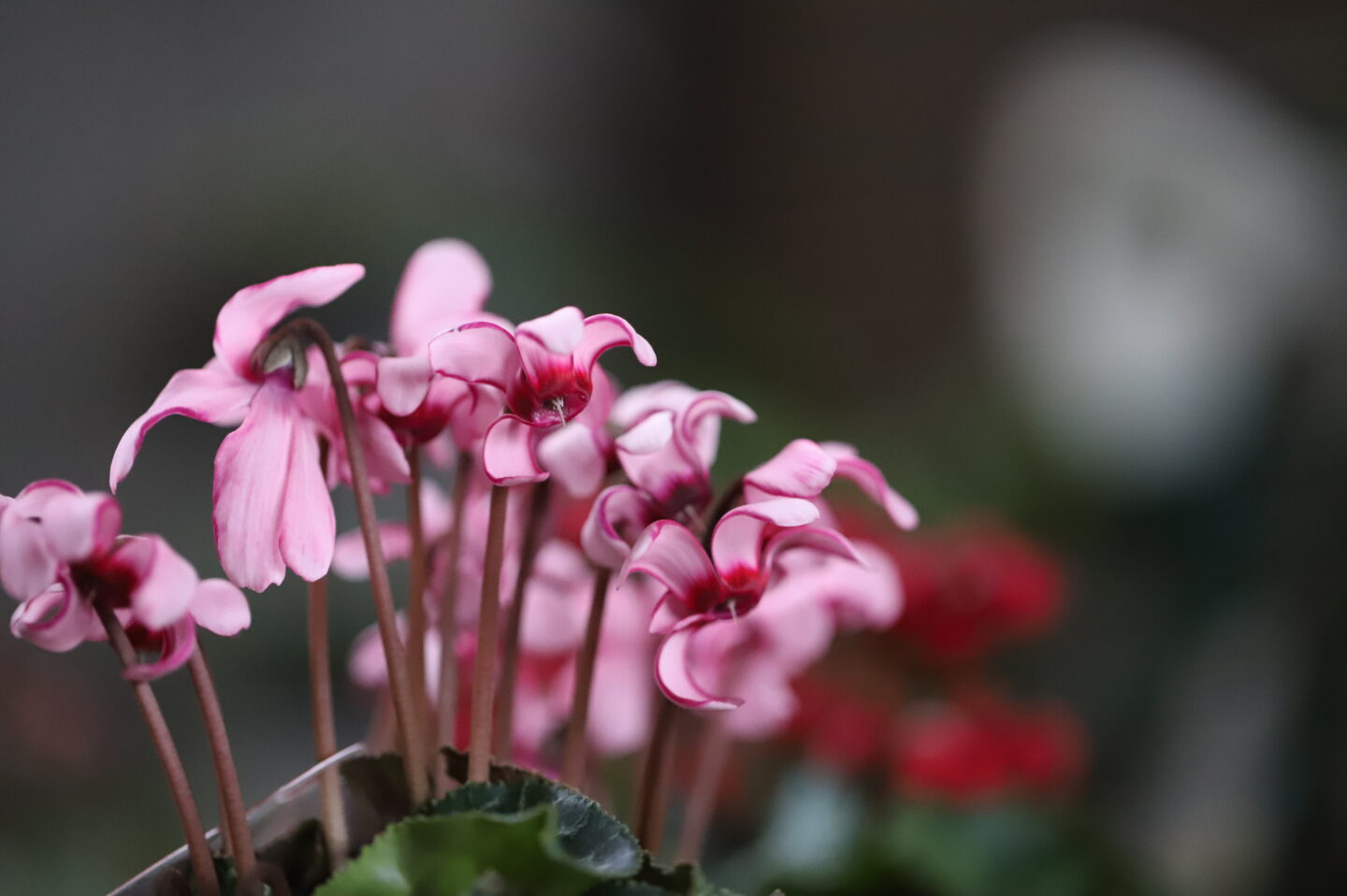 シクラメンの魅力と進化｜なんかいいよね雪国も