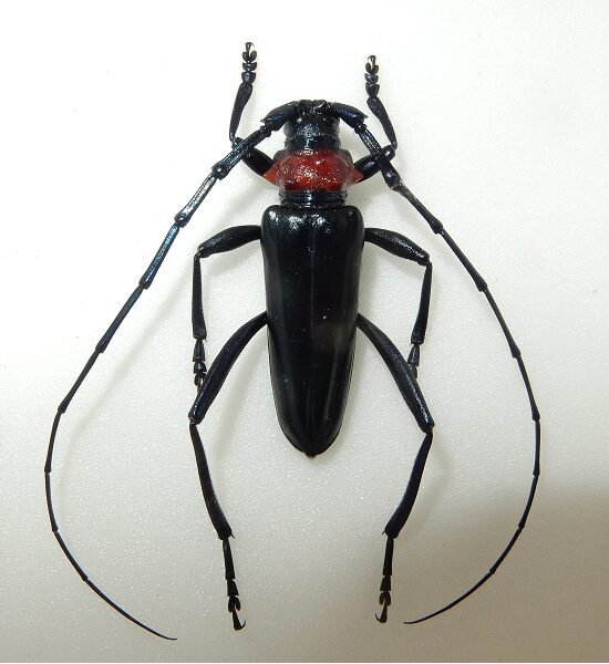 クビアカツヤカミキリ問題と...